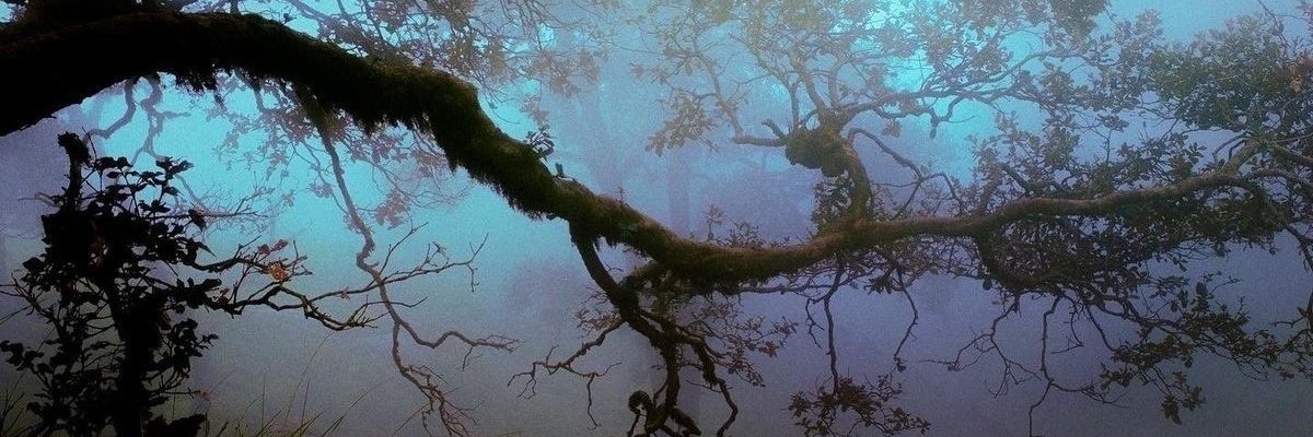 𝖘𝖎𝖊𝖗𝖗𝖆 𝖓𝖎𝖌𝖍𝖙 // 𝖙𝖊𝖈𝖍 banner