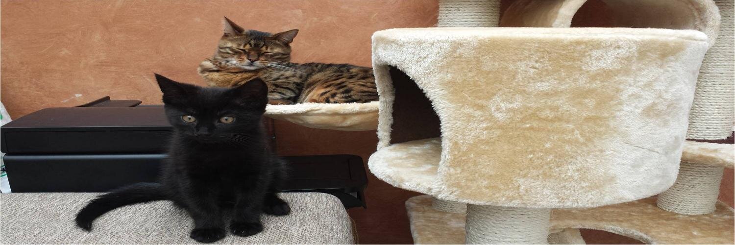 Daniel Dickson-Hope banner