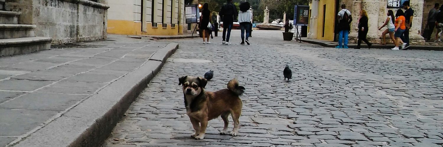 vivichappesoni's profile banner image