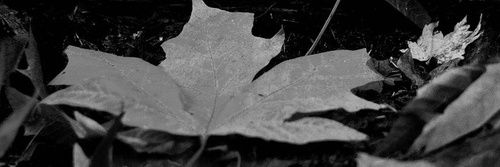 ᅠᅠᅠᅠ ᅠᅠᅠᅠ꧁𝑨𝒖𝒕𝒖𝒎𝒏 𝑳𝒆𝒂𝒗𝒆𝒔꧂ banner