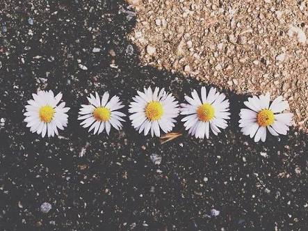llice_'s profile banner image