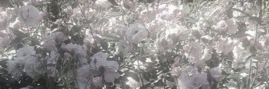 flowergi_722's profile banner image