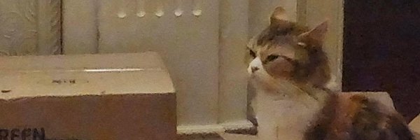 Or0iLi Profile Banner