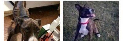 Animals4Lif3's profile banner image