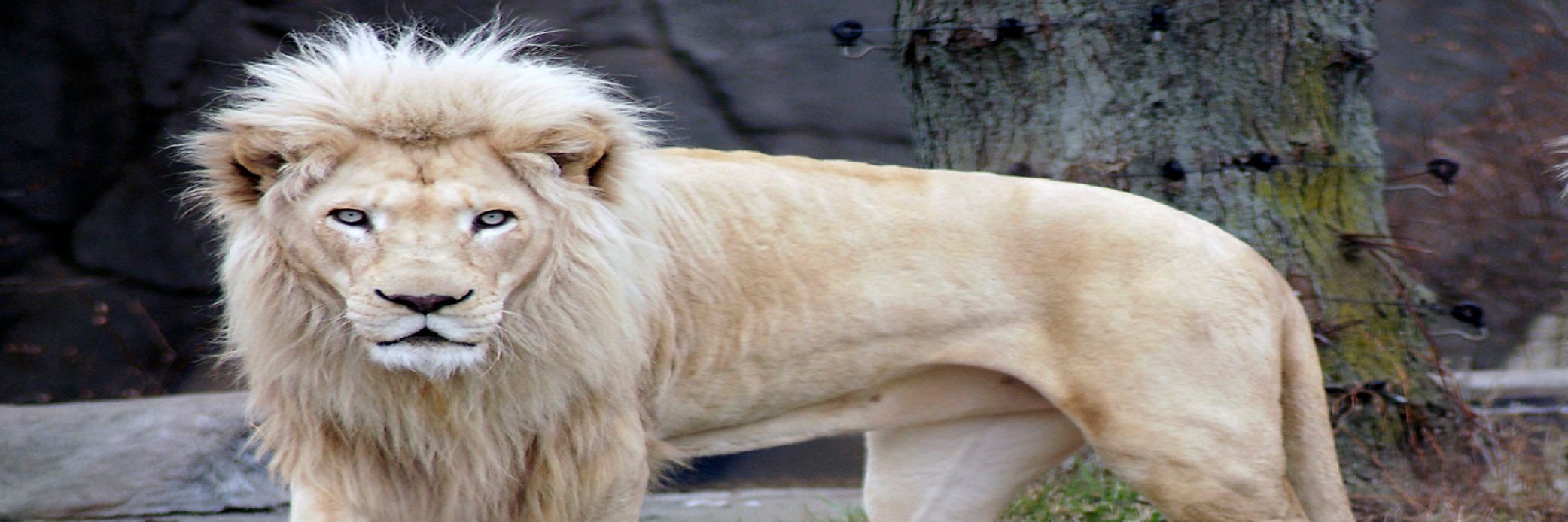Aslan_RW's profile banner image