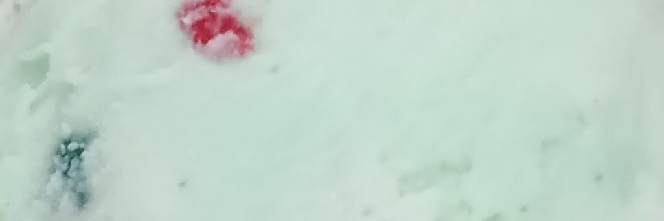 おいかわ🐟️ banner