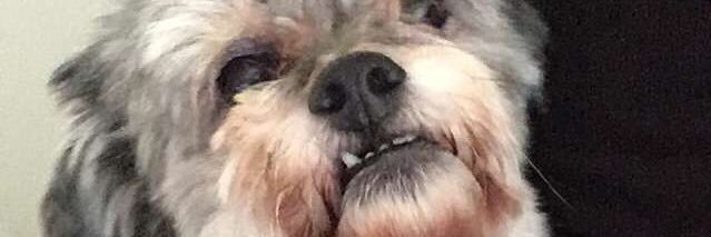 butt_messiah's profile banner image