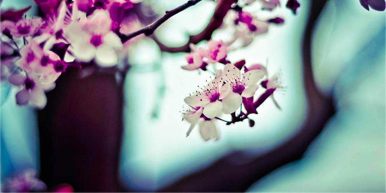 Mary Tracy 🍉 banner