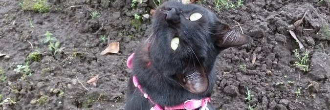 ニルエサン私ニルエサンあなたの心を和ませる banner