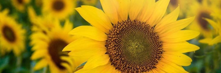 Bai_Nicholee's profile banner image