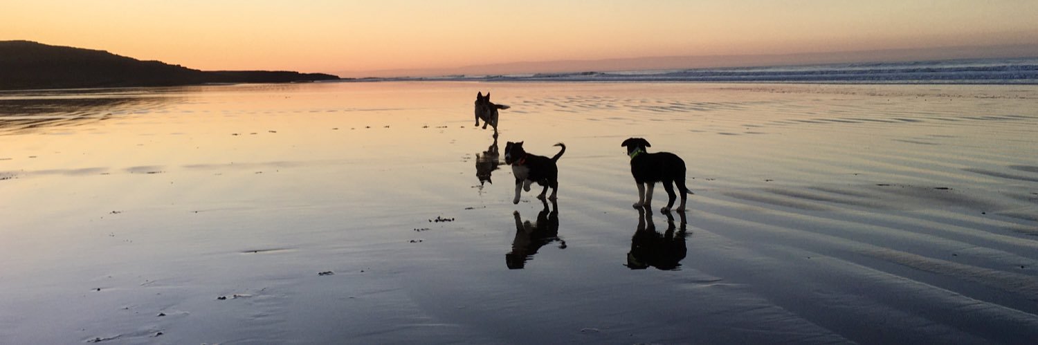 TalkingDogsUK's profile banner image