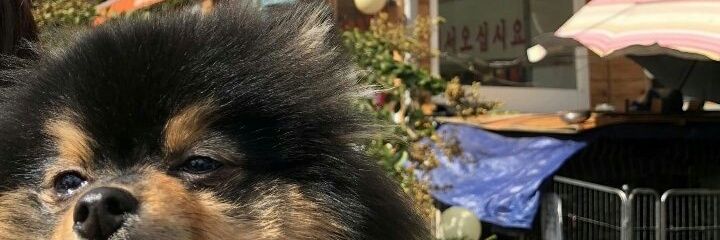 sambattee's profile banner image