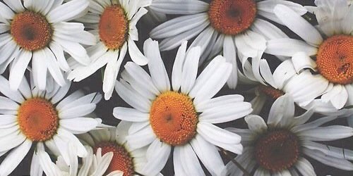SarahiPonce_'s profile banner image