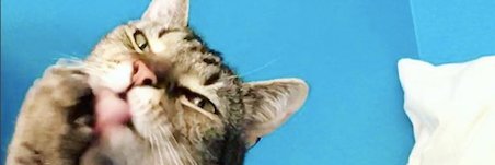 Sarah Singer banner