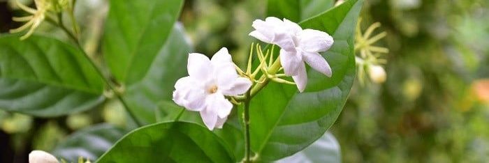 いりこだし@恋深と雑多垢ぼちぼち浮上 banner