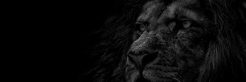 Moe_Dizzle's profile banner image