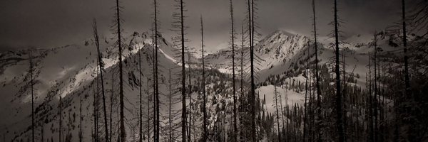 TreeHumper_ Profile Banner