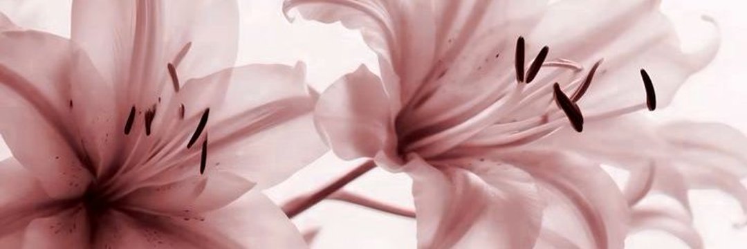 dana banner