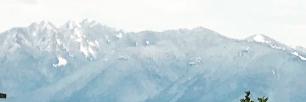 Trina Montemurro banner