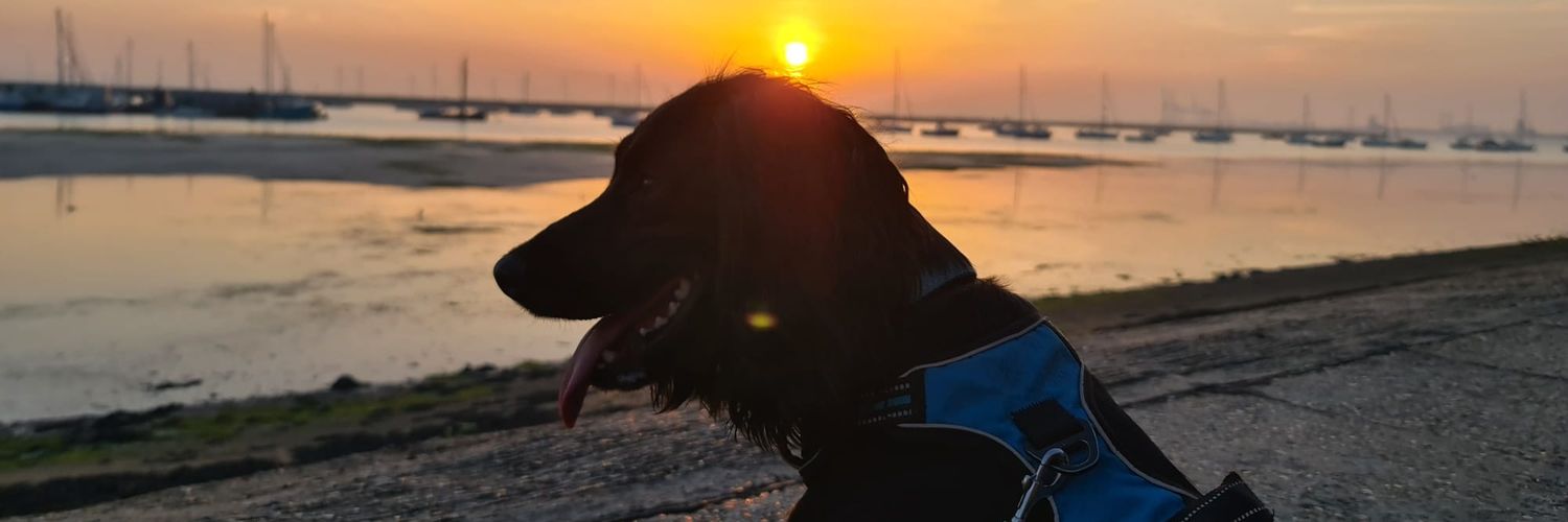 Scupperstef's profile banner image