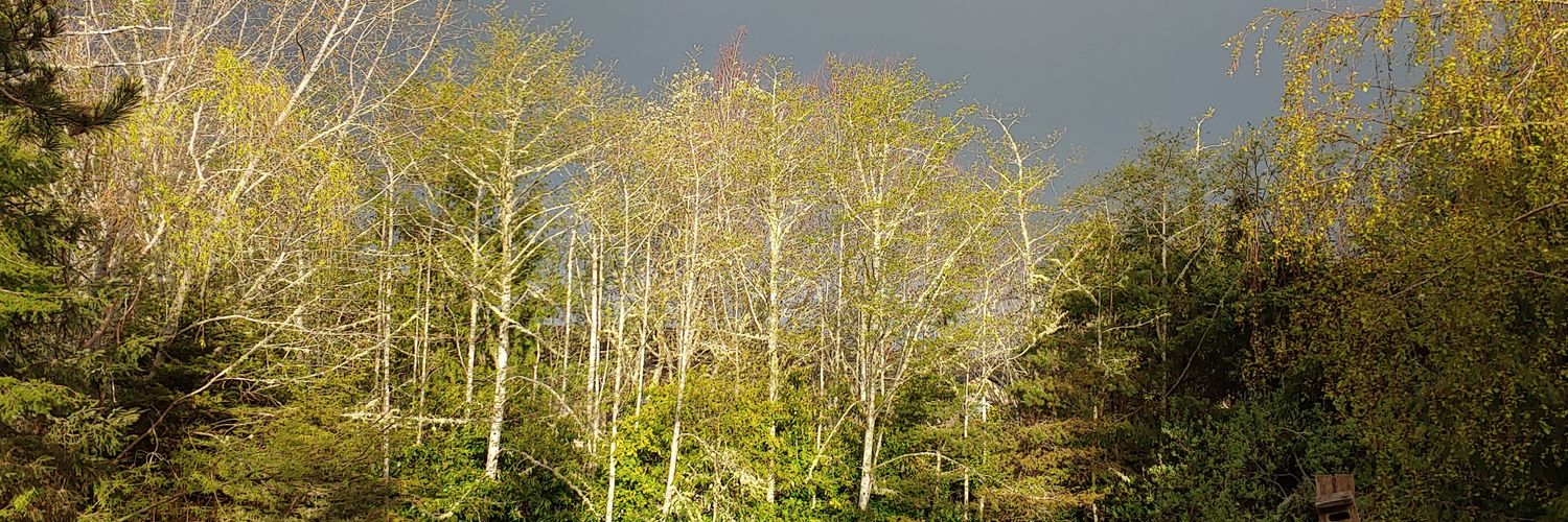 suzk715's profile banner image