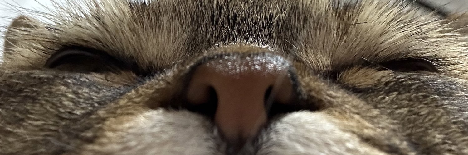 dogmaur's profile banner image