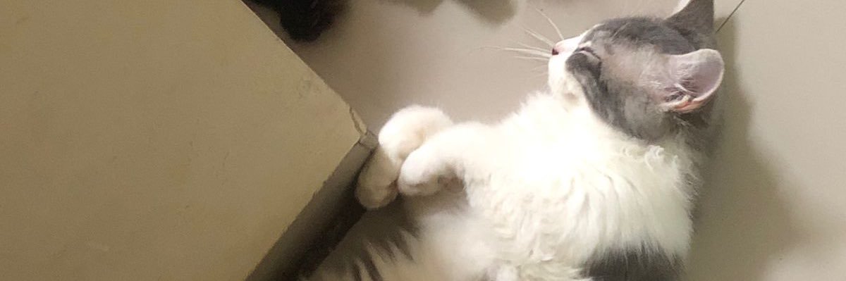 🎀🐈‍⬛ banner