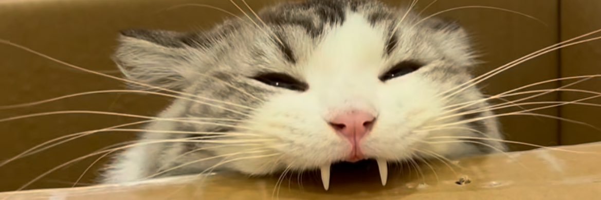 dev_nonno's profile banner image