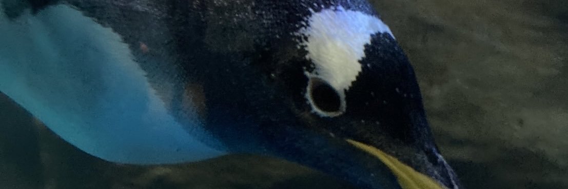 openginsama's profile banner image