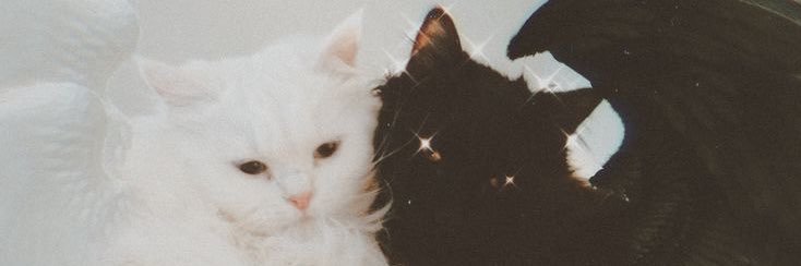 k ꒰ᐢ. .ᐢ꒱₊˚⊹ banner