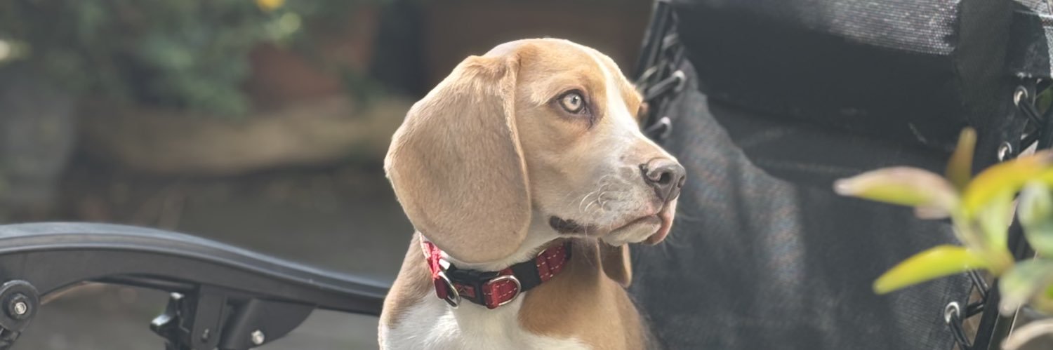 Hugo the Blue Beagle banner