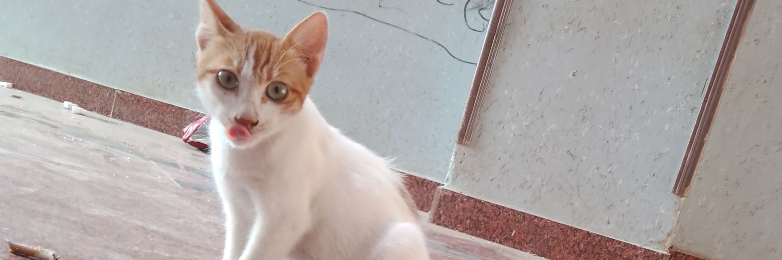 الآنسة شمندر banner