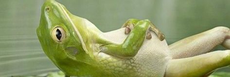 Buckweet 🦅 banner