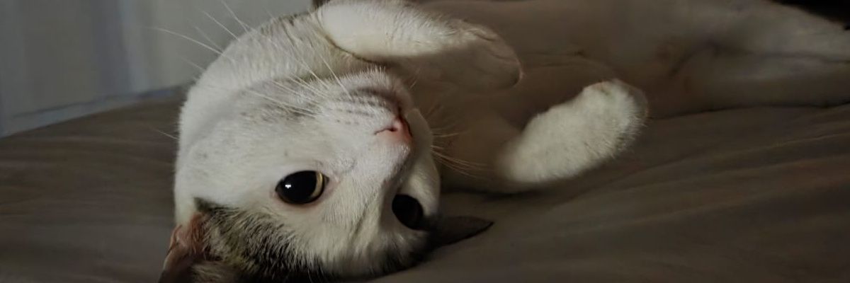 https_error_4o4's profile banner image