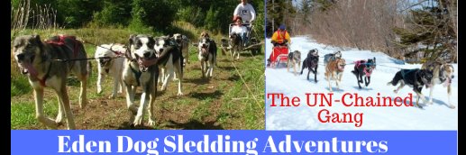 dogsledding's profile banner image