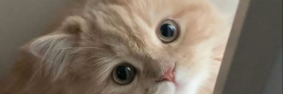NIKSYAFINA's profile banner image