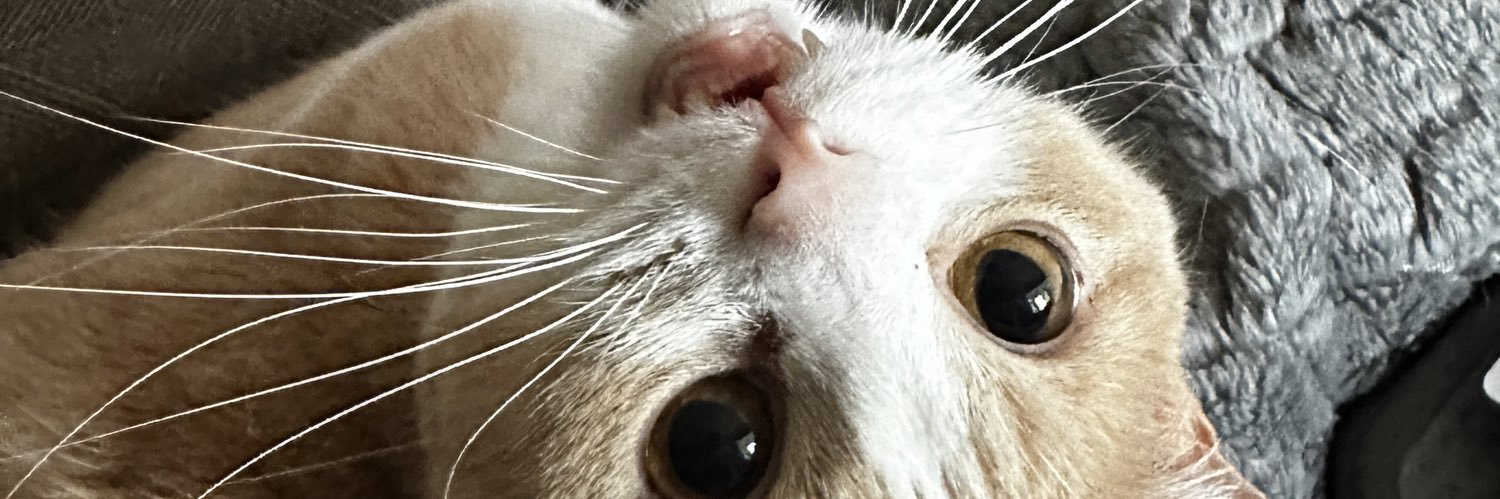 Gwen Harrison Ma banner