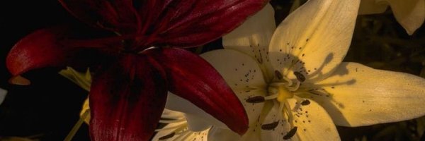 wrenary Profile Banner