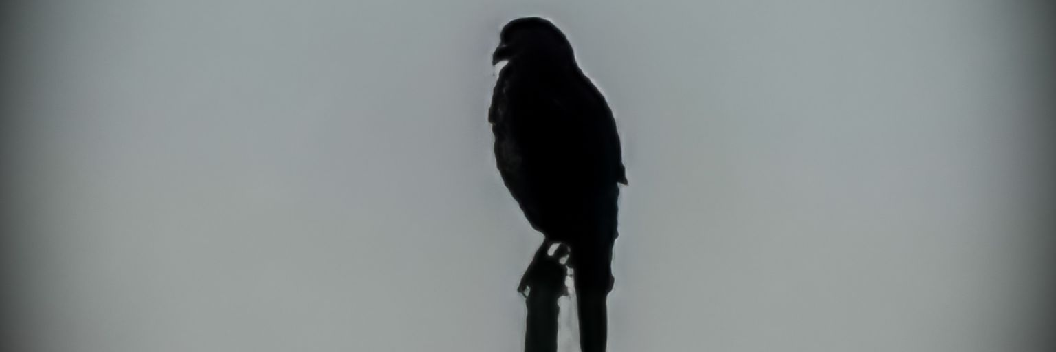 ElChynoVar's profile banner image