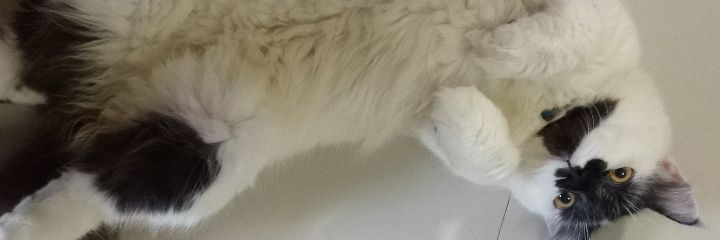 Ceo banner