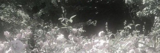S banner