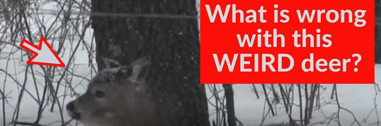 littlem0tel's profile banner image