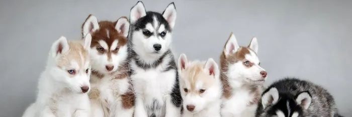 Dog Lover banner