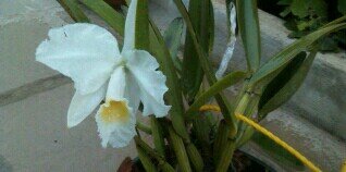 EUDESFLORES's profile banner image