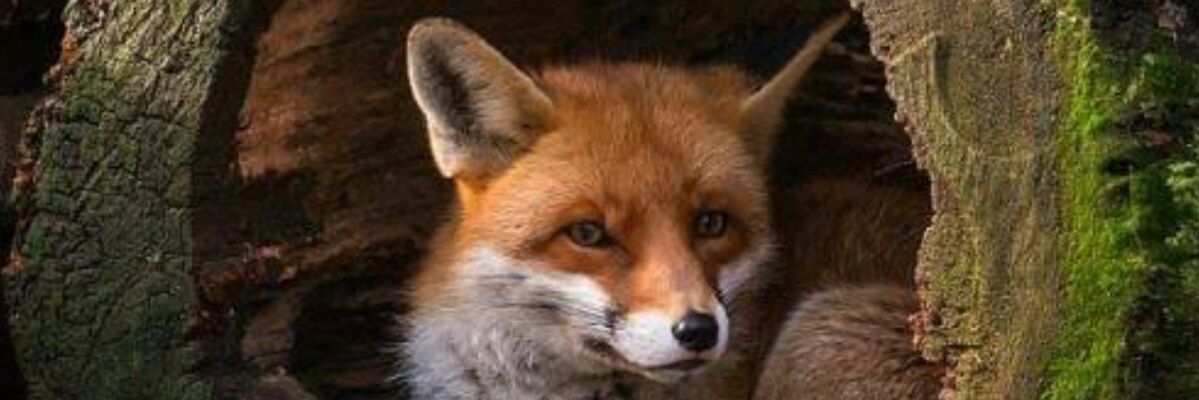 Johnny_deVos's profile banner image