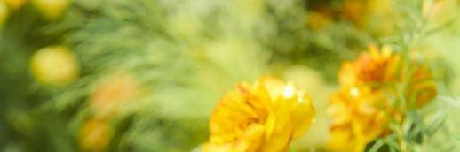 まる banner