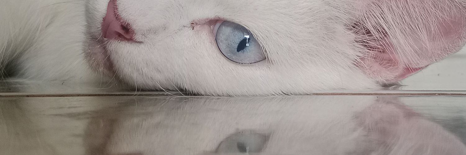 honeydoproject's profile banner image