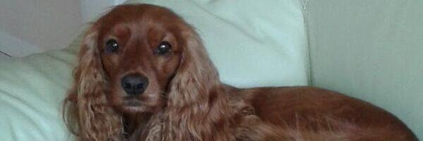 Elides J Rojas L banner