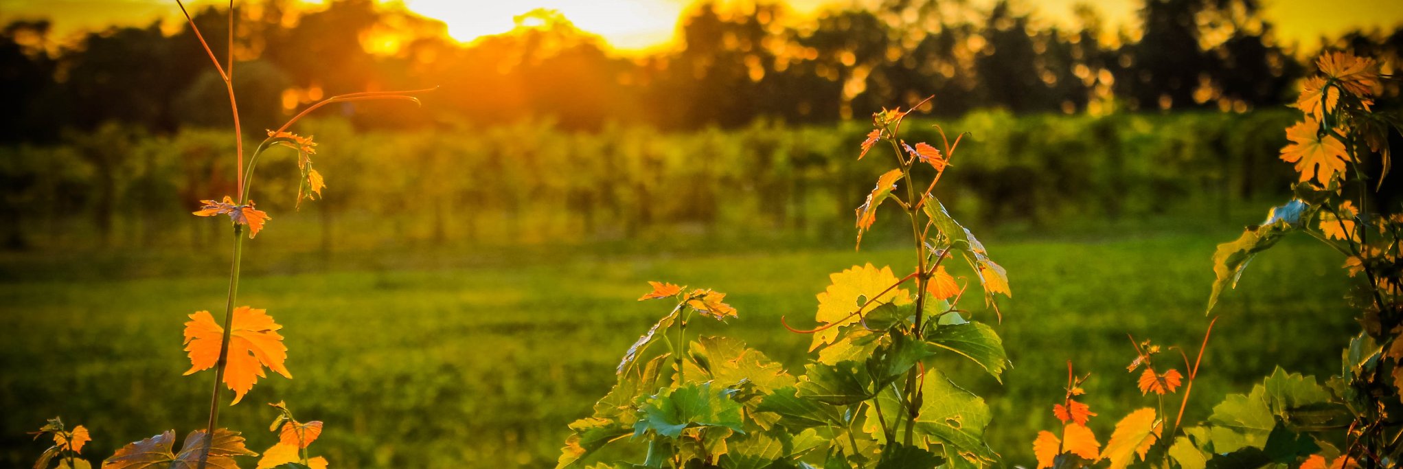 Kimberley Cathline banner