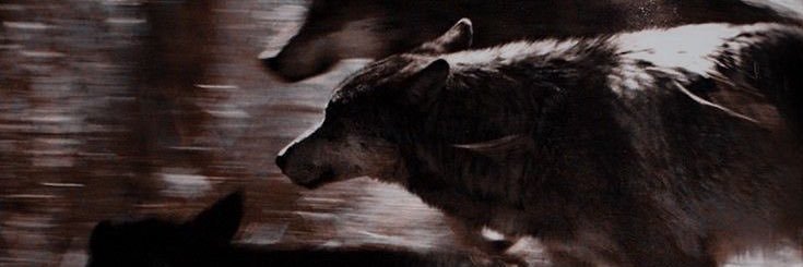 bucky banner